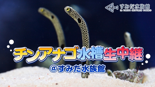 エクストリームチンアナゴ