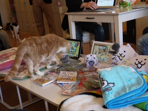 ケリ姫×にゃんこ