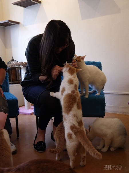 ケリ姫×にゃんこ