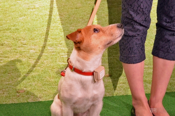 ペットフィット