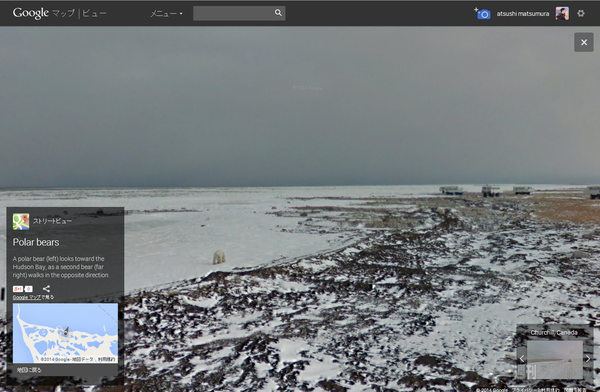 ホッキョクグマ