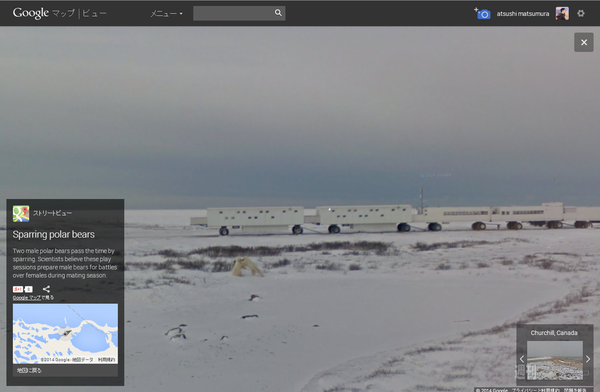 ホッキョクグマ