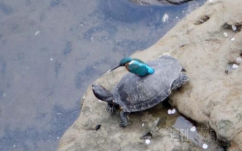 多摩モノレールがIKEAとコラボ！ ほか。見出しで楽しむおもしろネタ6本