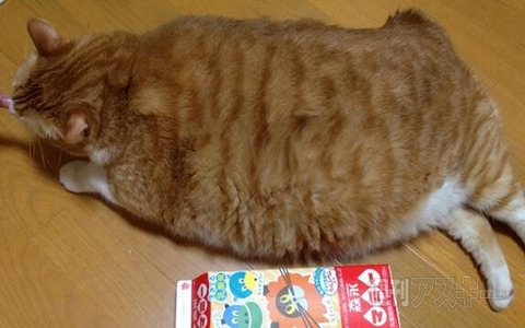 メロンを初めて食べた娘のリアクション！  ほか。見出しで楽しむネタ6本