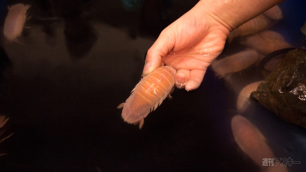 超会議3 ダイオウグソクムシ