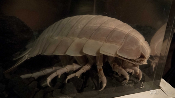 超会議3 ダイオウグソクムシ