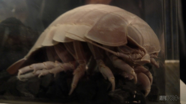 超会議3 ダイオウグソクムシ