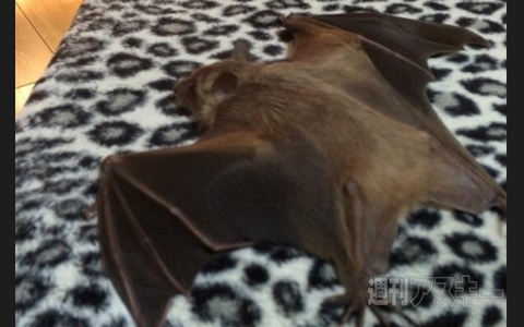 今年の水着はハイウエストがトレンド!?  ほか。見出しで楽しむネタ6本