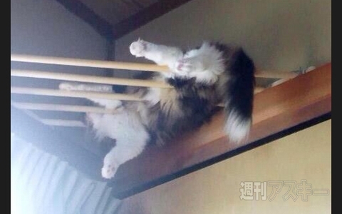 すーぱーそに子がカップ麺のふたストッパーに!? ほか。見出しで楽しむネタ7本