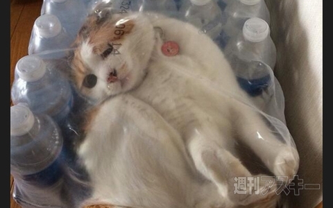 すーぱーそに子がカップ麺のふたストッパーに!? ほか。見出しで楽しむネタ7本