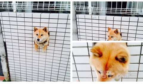 床がスッケスケの飛行機が登場!? ほか。見出しで楽しむネタ6本