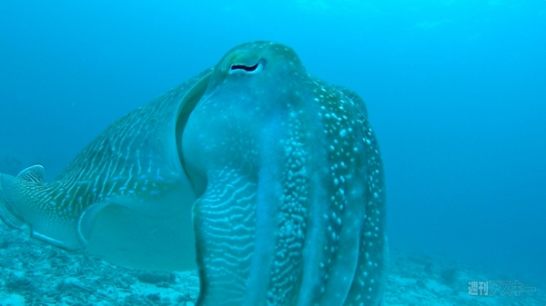 菊タローがソニー『HDR-AS100V』を使って石垣島で撮影