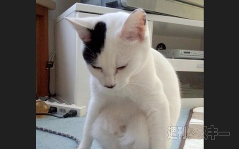 大流行!? 戦国武将の家紋パンプスが出た！ ほか。見出しで楽しむネタ6本