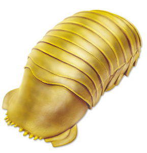 ダイオウグソクムシのゴールドさん