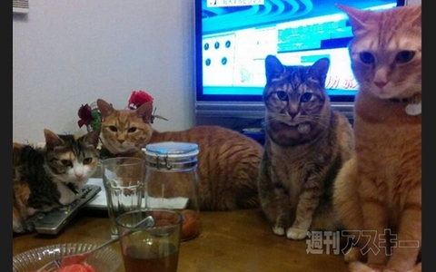 NASA開発中の次世代旅客機が長ネギそっくり!? ほか。見出しで楽しむネタ7本