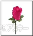 パンツフラワー