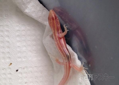 自分の嫁におさわりできるLINEスタンプが登場!? ほか。見出しで楽しむネタ6本