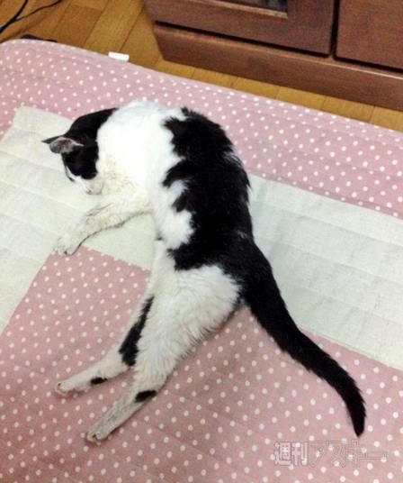 狭いところが好きすぎるネコ!? ほか。見出しで楽しむネタ7本