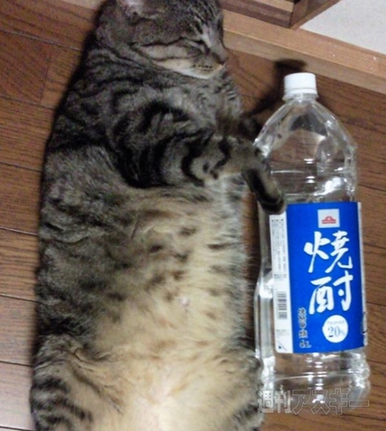 狭いところが好きすぎるネコ!? ほか。見出しで楽しむネタ7本