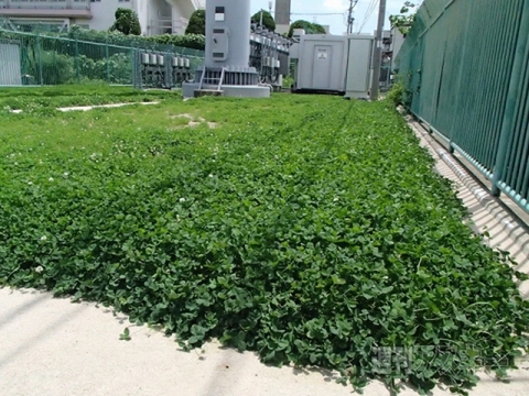 ドコモ関西　基地局　緑化