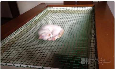 エヴァ『第3新東京市』がもし大阪だったら……ほか。見出しで楽しむネタ6本