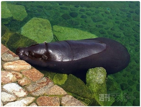 エヴァ『第3新東京市』がもし大阪だったら……ほか。見出しで楽しむネタ6本