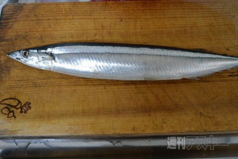 アクティフライ