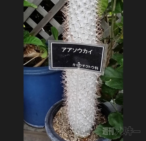 神戸市の地下通路に「人の痛いところをつく」美少女ポスター出現 ほか。見出しで楽しむネタ7本