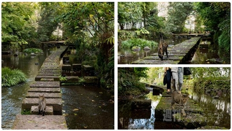 異彩を放つほど力作なトイプードルのキャラ弁！ほか。見出しで楽しむネタ6本