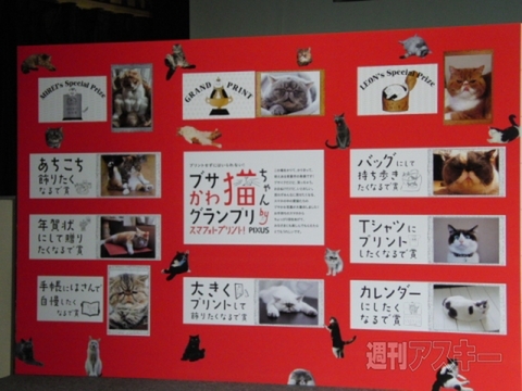 ブサかわ猫ちゃん