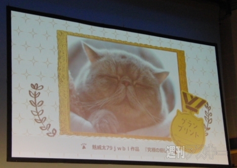 ブサかわ猫ちゃん