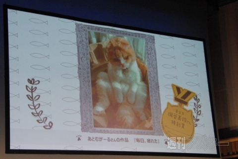 ブサかわ猫ちゃん