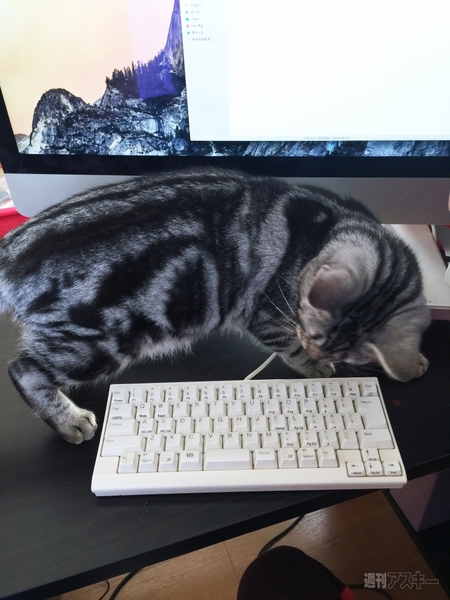 FNTE MONITORMATE Prostation 3.0