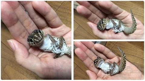 2015年度の年賀状には12年越しのドラマが隠されていた！ほか。見出しで楽しむネタ6本