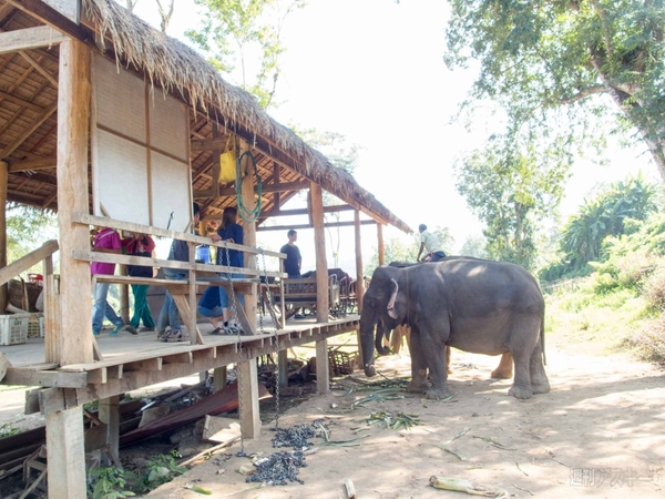 【SIMフリースマホと海外ぶらり旅】サトル、象使いになるの巻
