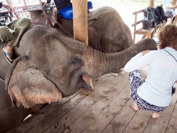 【SIMフリースマホと海外ぶらり旅】サトル、象使いになるの巻