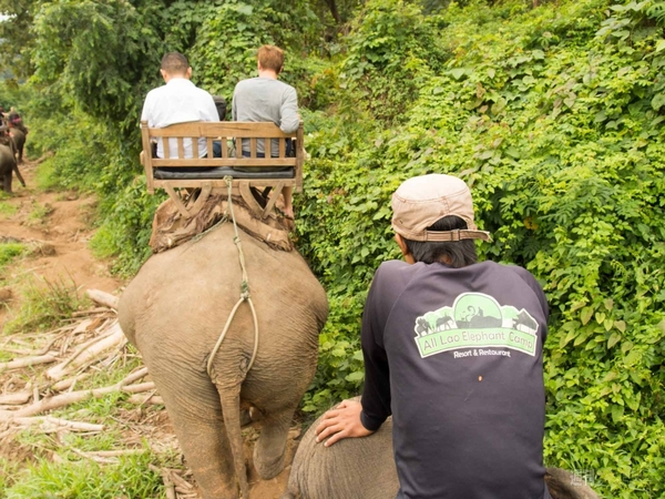 【SIMフリースマホと海外ぶらり旅】サトル、象使いになるの巻