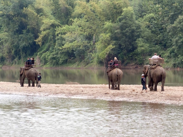 【SIMフリースマホと海外ぶらり旅】サトル、象使いになるの巻