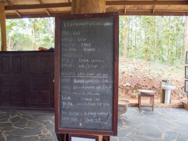 【SIMフリースマホと海外ぶらり旅】サトル、象使いになるの巻