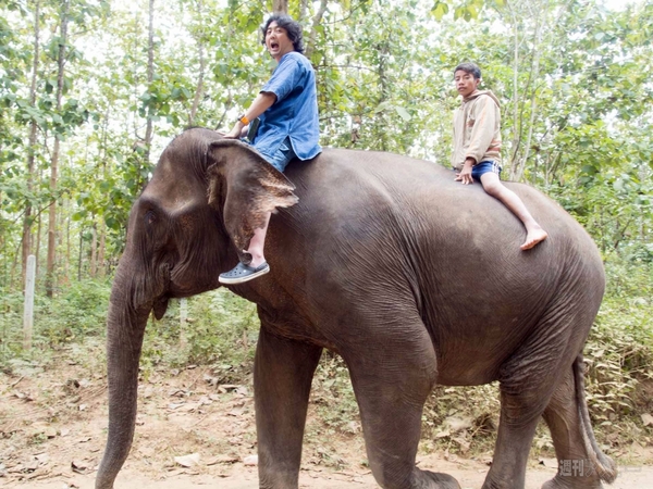 【SIMフリースマホと海外ぶらり旅】サトル、象使いになるの巻