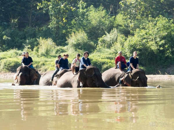 【SIMフリースマホと海外ぶらり旅】サトル、象使いになるの巻
