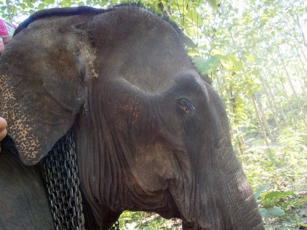 【SIMフリースマホと海外ぶらり旅】サトル、象使いになるの巻