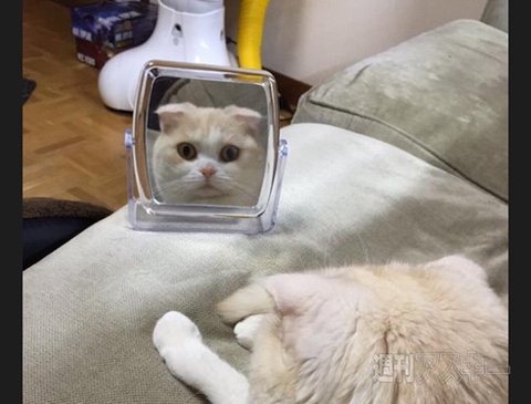 これ知ってる？鈴鹿サーキットの名物おみやげ『タイヤカスさきいか』ほか。見出しで楽しむネタ7本