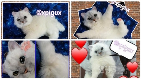 日本郵政が本気を出した公式年賀状テンプレートの羊娘がかわいい！見出しで楽しむネタ6本