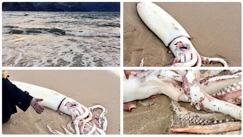 日本郵政が本気を出した公式年賀状テンプレートの羊娘がかわいい！見出しで楽しむネタ6本