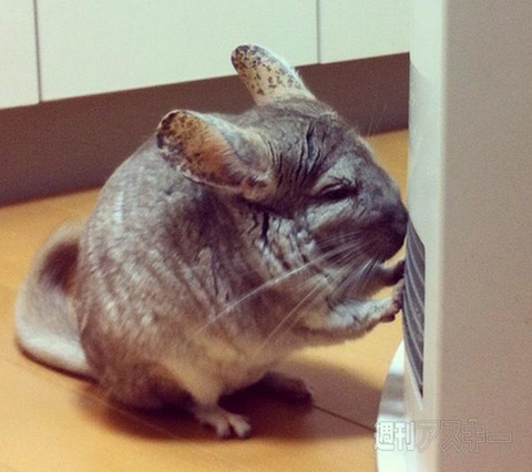 日本郵政が本気を出した公式年賀状テンプレートの羊娘がかわいい！見出しで楽しむネタ6本