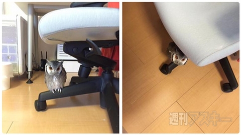 たい焼き？いえ、シーラカンス焼きです。『ごんべ焼き』が話題に 見出しで楽しむネタ6本