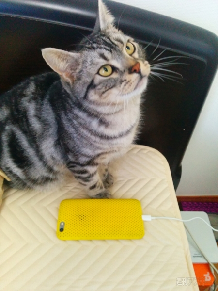 iPhoneでダイエット