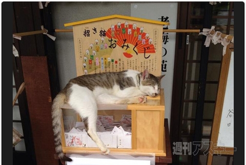 大流行の予感!?“胸開きタートルネック”にねこバージョンが登場！ 見出しで楽しむネタ7本