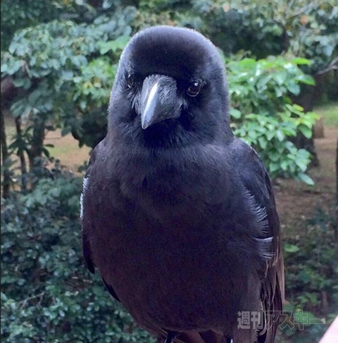 捨てようとした箱が実は宝箱!?70年前の宝塚歌劇団の写真が続々─見出しで楽しむネタ7本